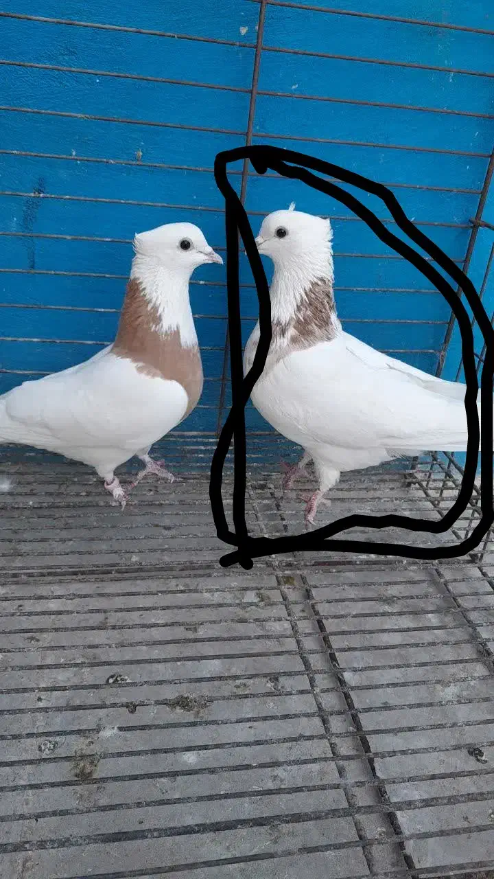 طوقی گم شده|حیوانات|زارچ, |دیوار