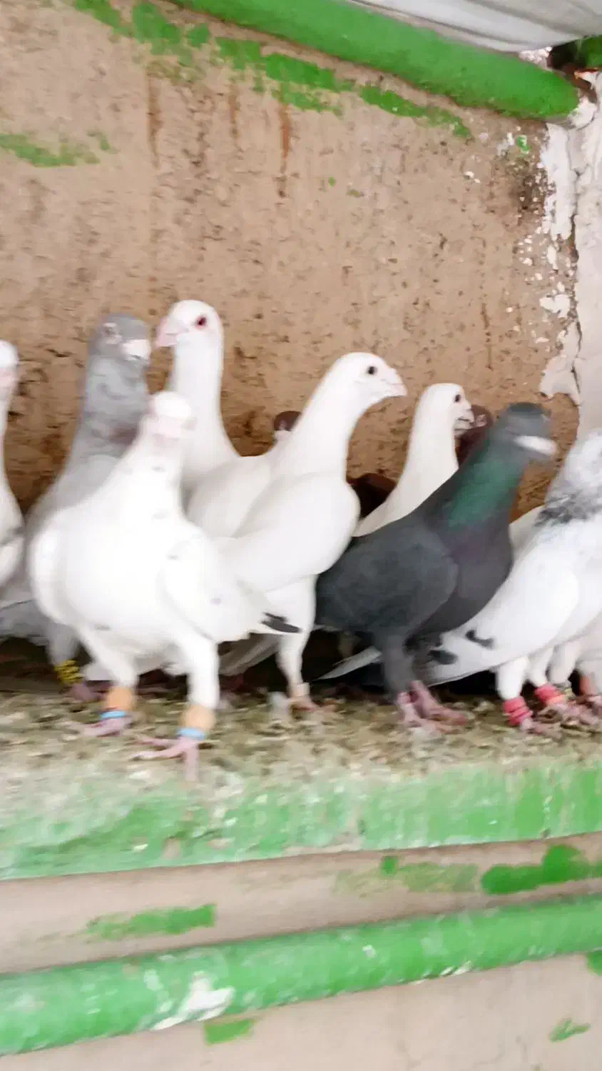 دسته ابلغ سفید|پرنده|شیراز, شهرک قمشه|دیوار