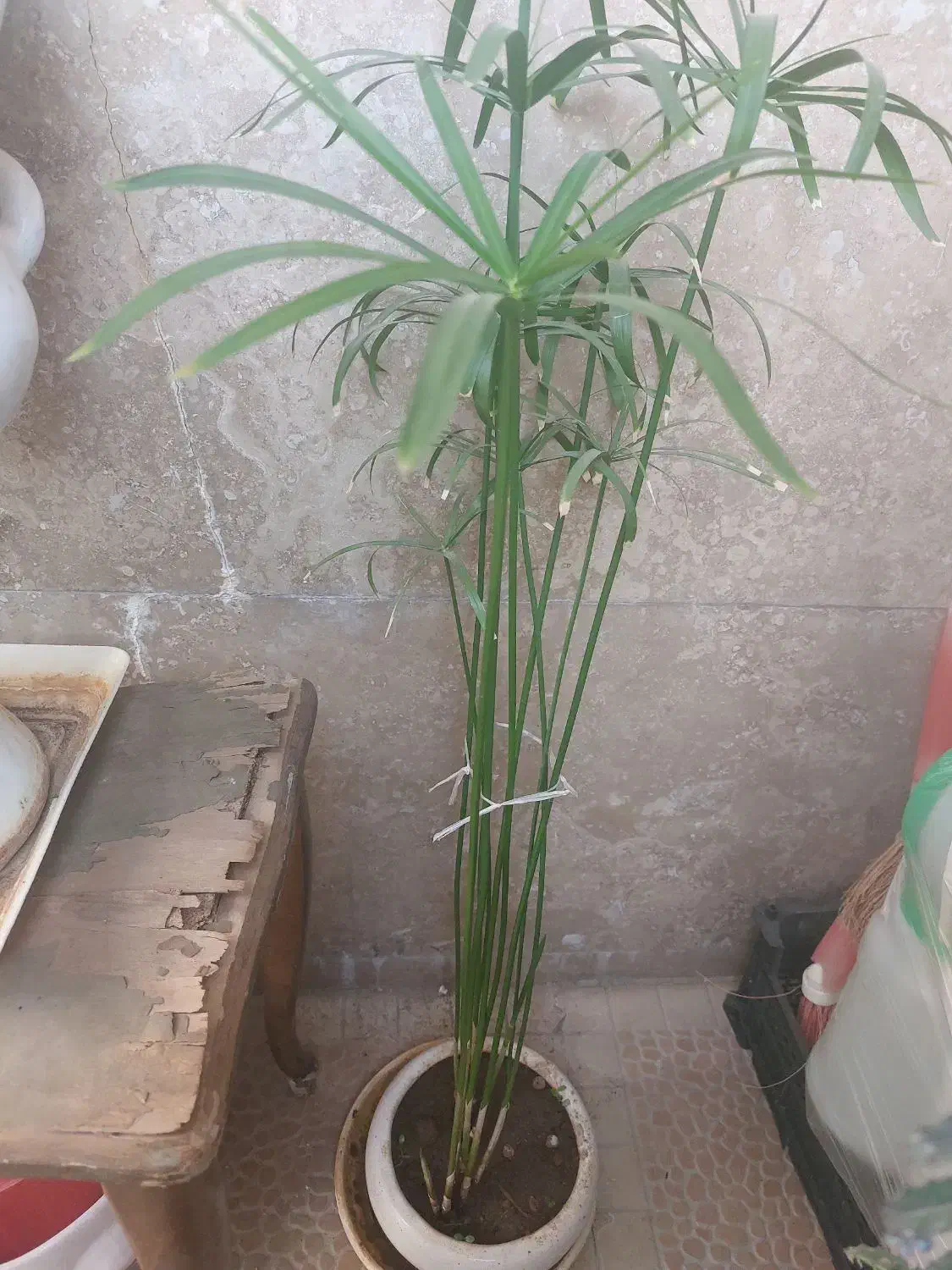 گل طبیعی|گل و گیاه طبیعی|قزوین, |دیوار