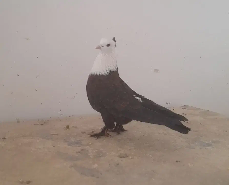 کربلایی کلایی|پرنده|راور, |دیوار