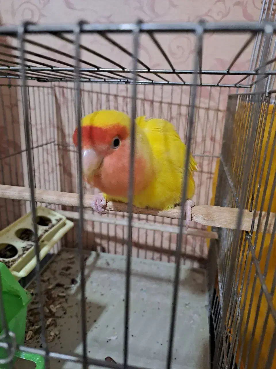 طوطی برزیلی|پرنده|هشتگرد, هیو|دیوار