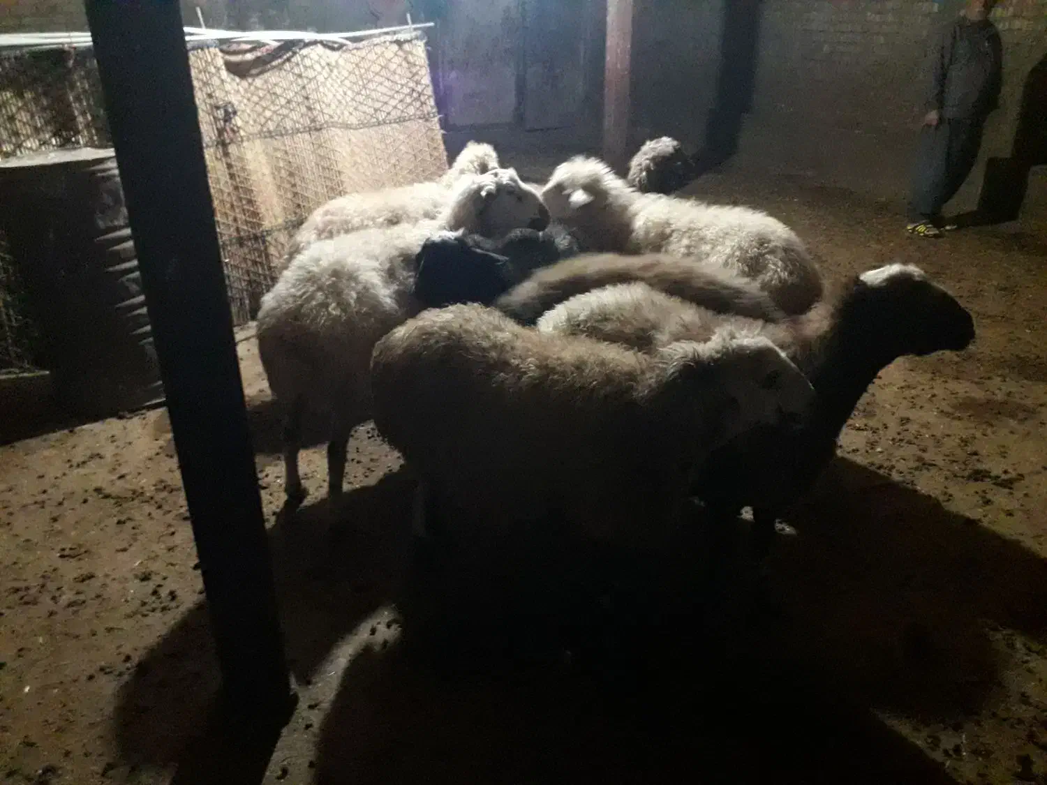 میش جوان|حیوانات مزرعه|سیلاخور, |دیوار