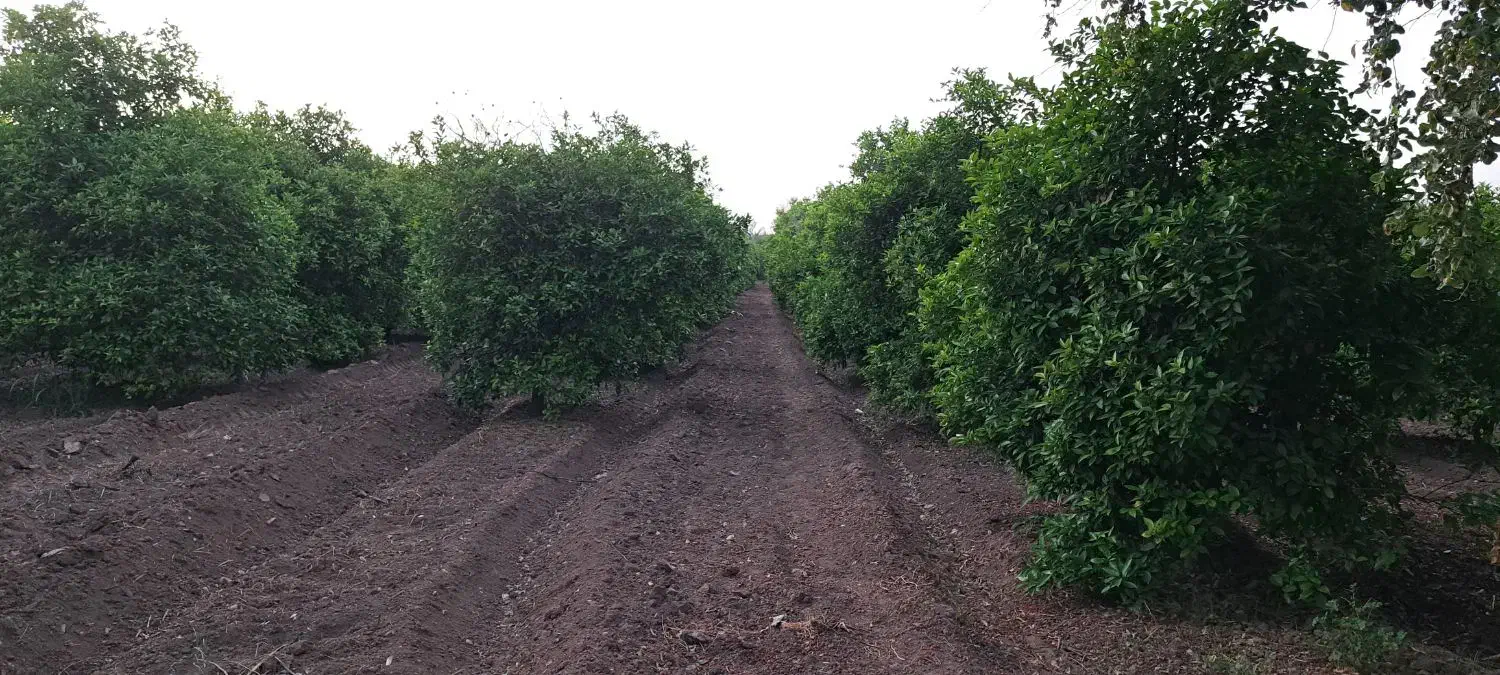 باغچه|فروش زمین و ملک کلنگی|دزفول, |دیوار