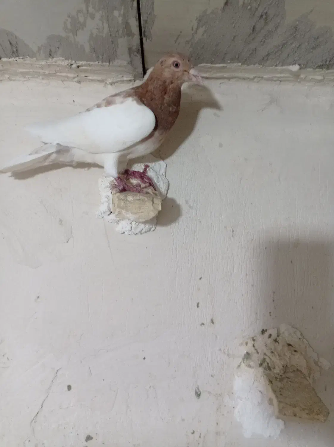 3کبوتر دورگ و رنگی|پرنده|شوشتر, |دیوار