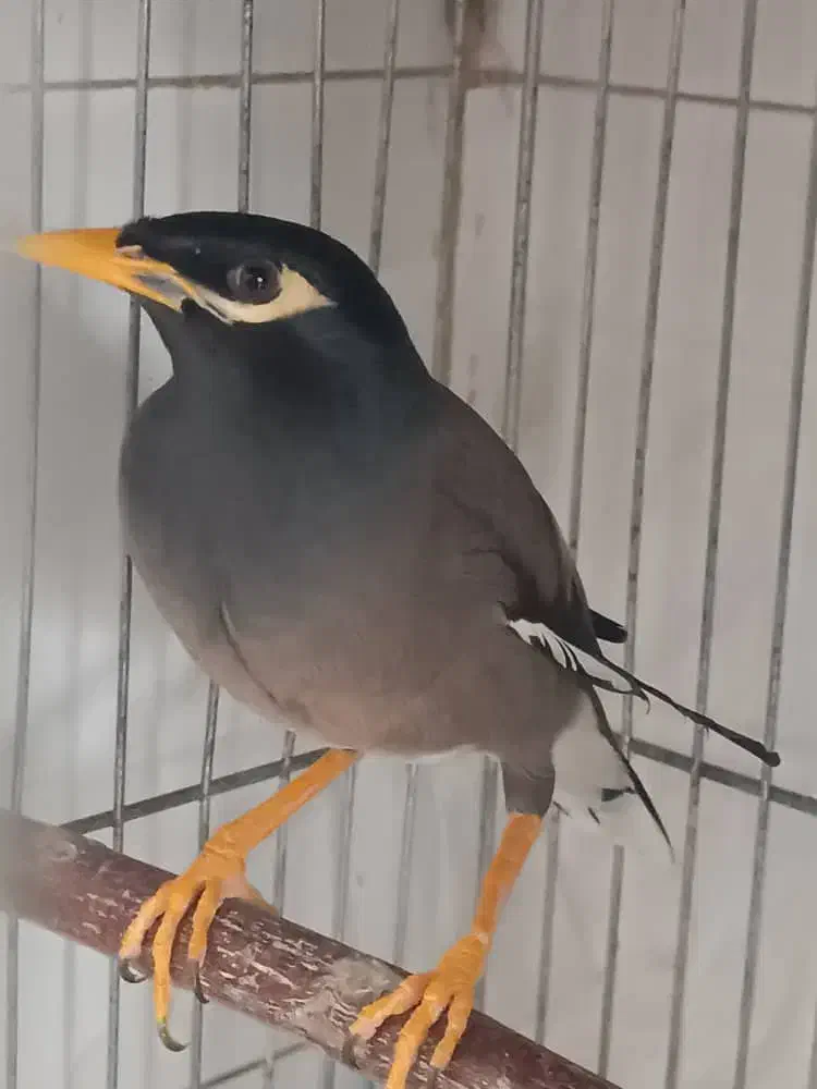 مرغ مینا جوان|پرنده|اصفهان, بهاران|دیوار