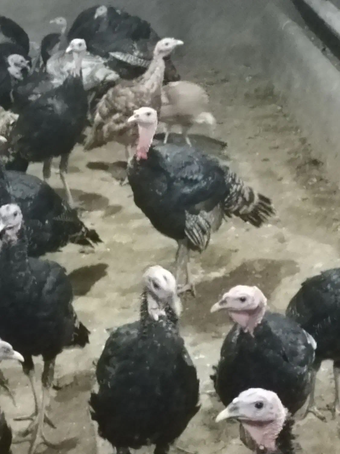 بوقلمون برنز وبربون|حیوانات مزرعه|قم, بوستان جوان|دیوار