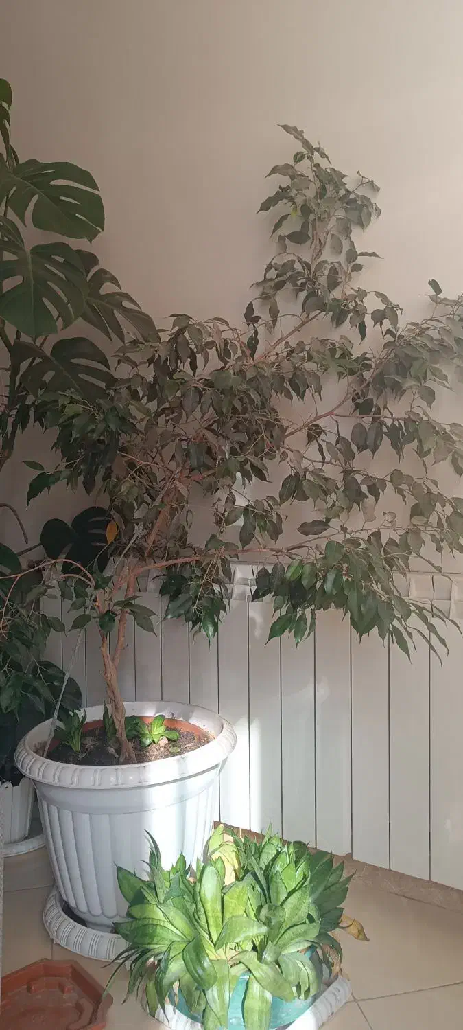 درخت بنجامین و برگ انجیری|گل و گیاه طبیعی|کرج, شهرک فهمیده|دیوار