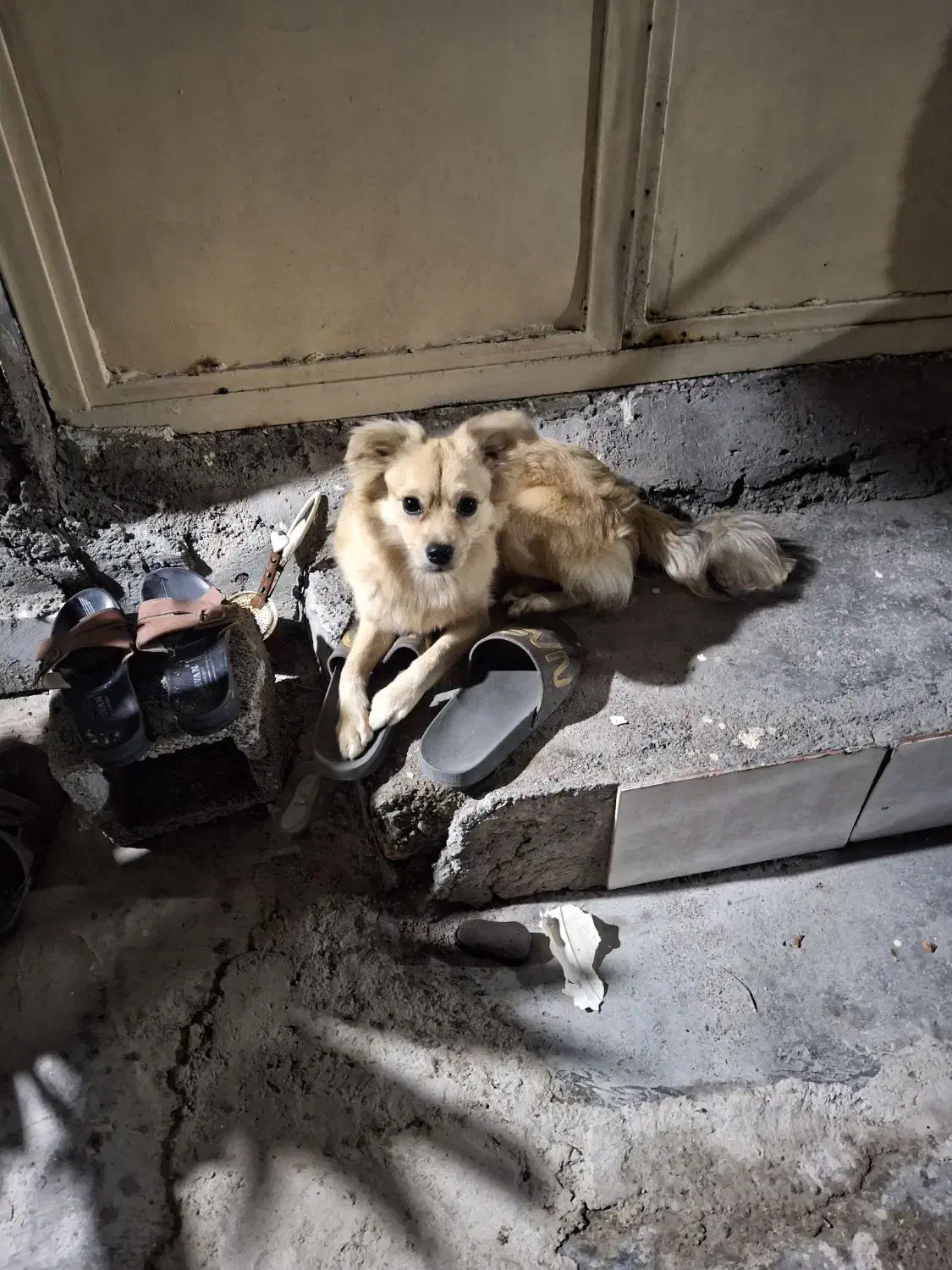 سگ اشپیز|سگ|بندرعباس, |دیوار