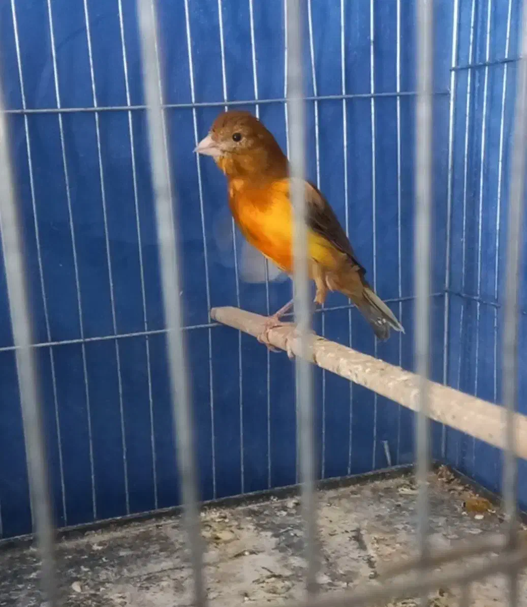 جفت قناری|پرنده|سیرجان, |دیوار