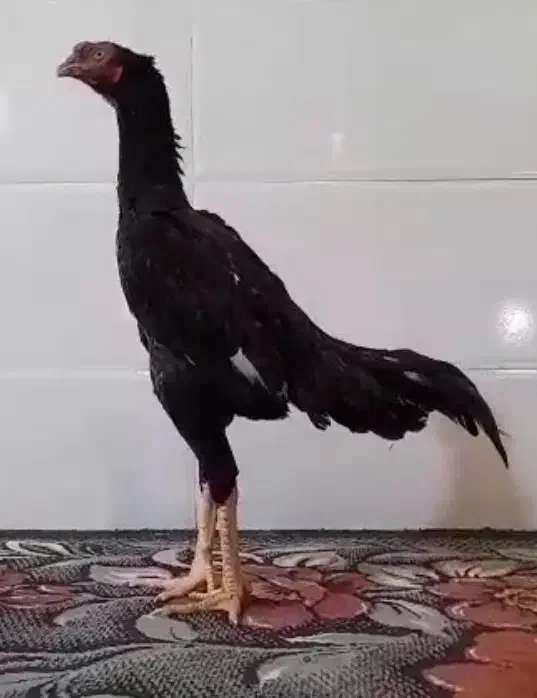 خروس مرغ لاری اوشامو|حیوانات مزرعه|شیراز, کوشک میدان|دیوار