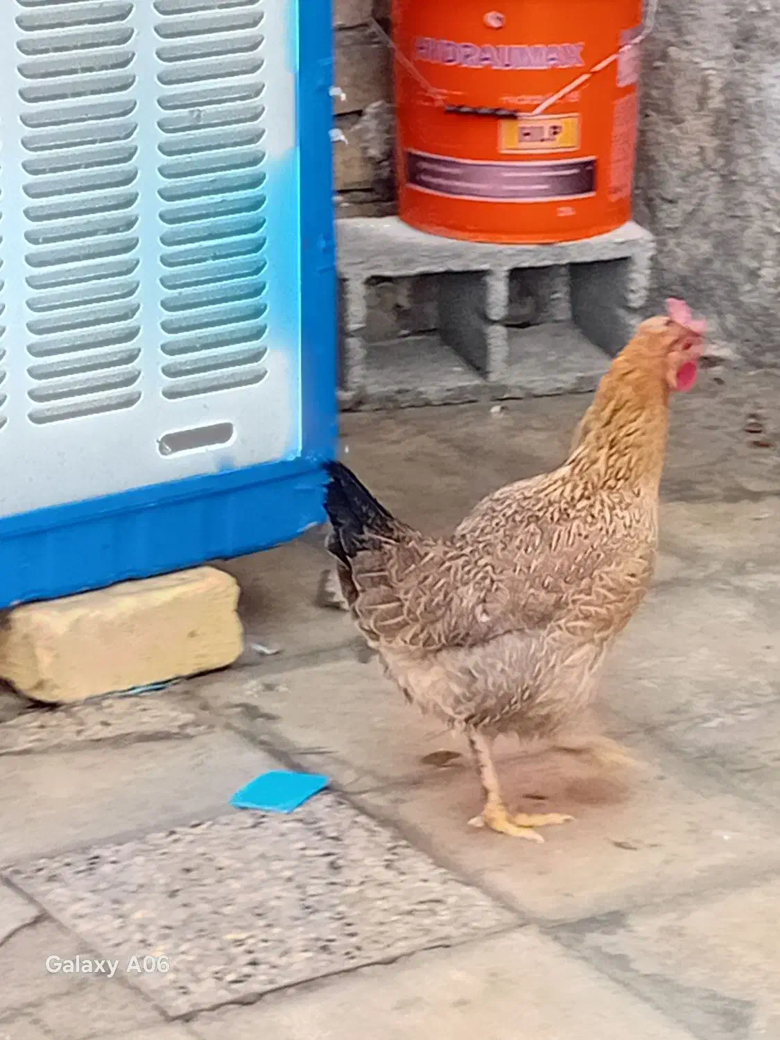 مرغ|پرنده|بوستان, |دیوار