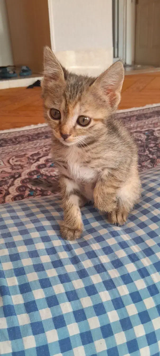 واگذاری رایگان|گربه|شیراز, رکنآباد|دیوار