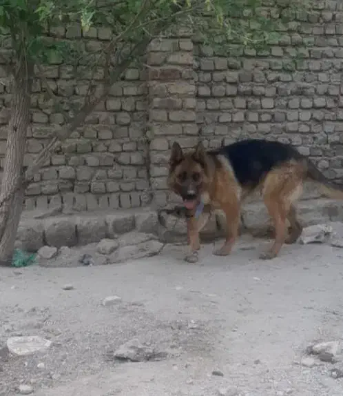 سگ ژرمن|حیوانات|بروجرد, |دیوار