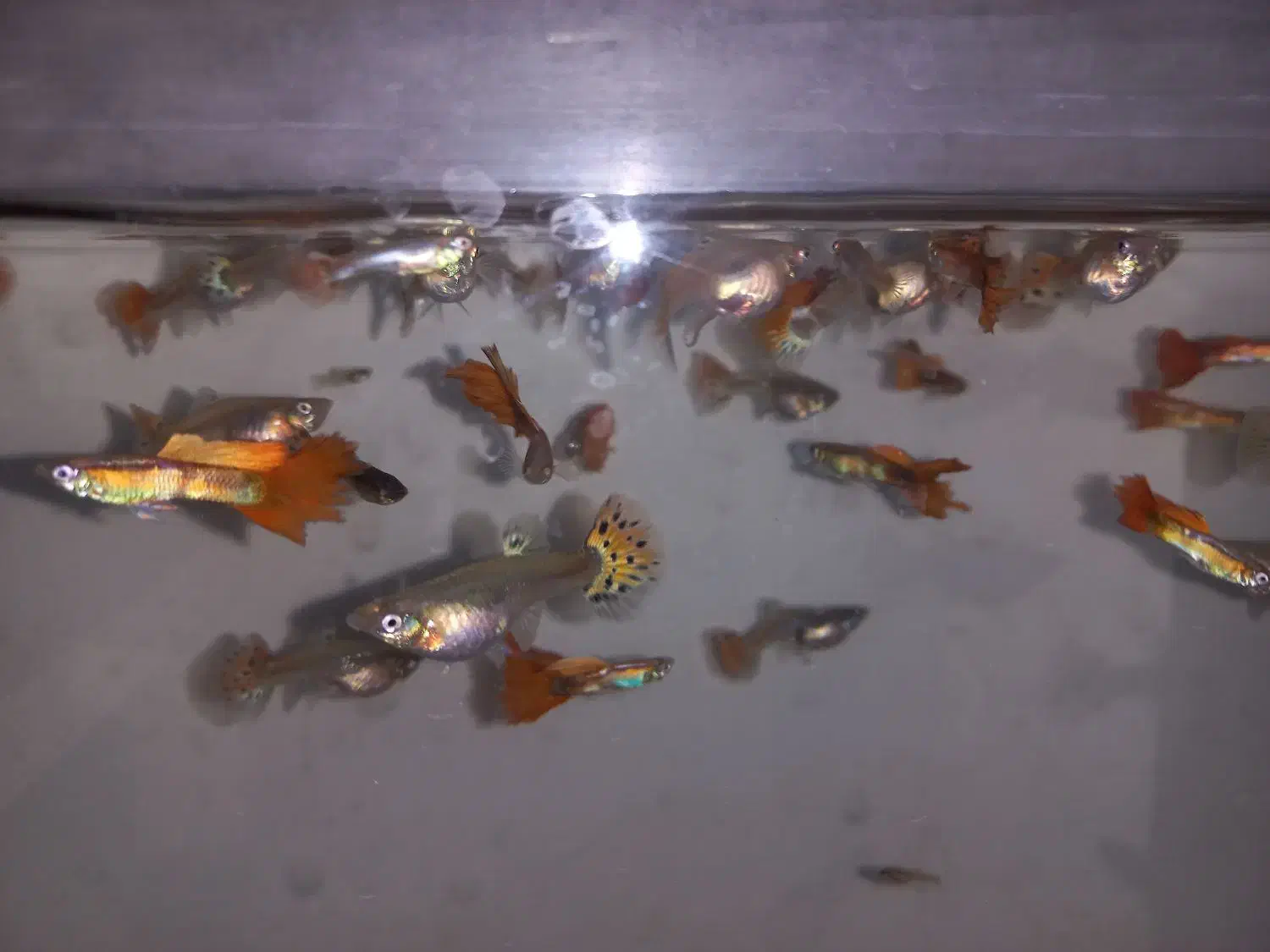 ماهی گوپی|ماهی|محمدیه-قزوین, |دیوار