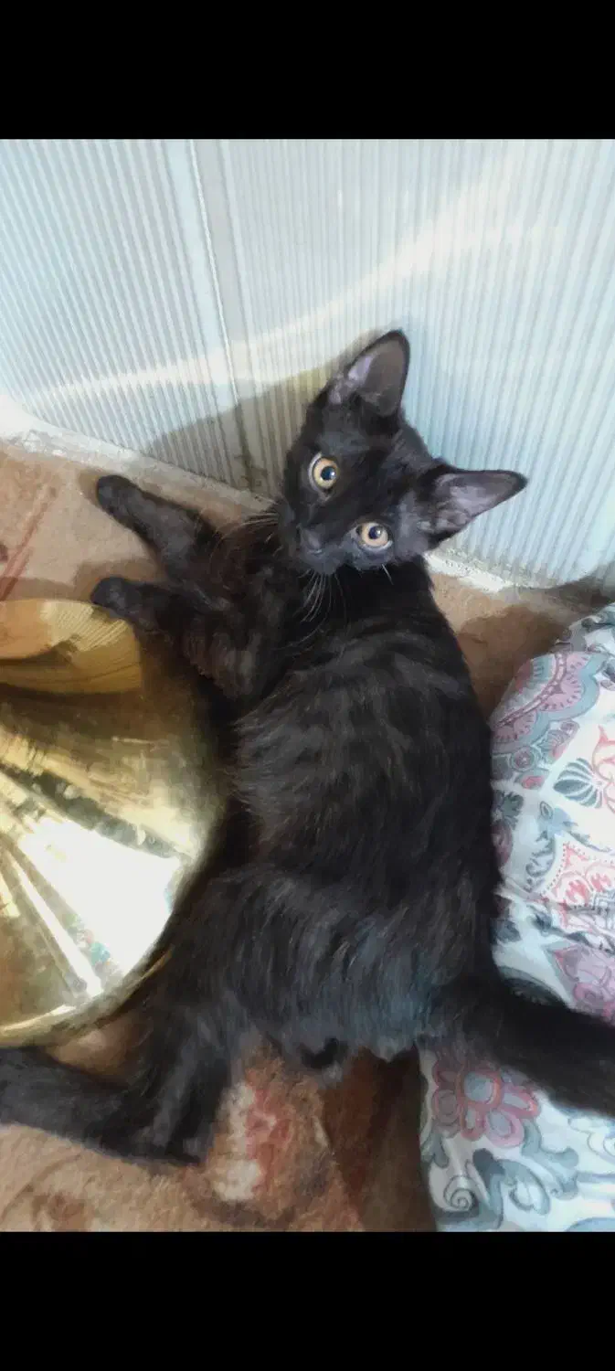 واگذاری گربه ورامین|گربه|ورامین, ورامین|دیوار