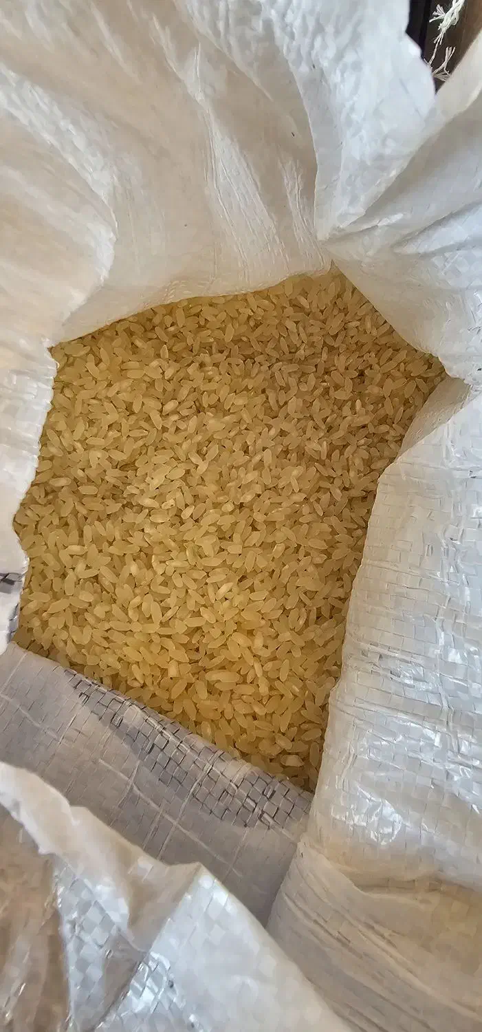 برنج کامفیروزی (تنها برنج طبع گرم در ایران)|عمده‌فروشی|کامفیروز, |دیوار