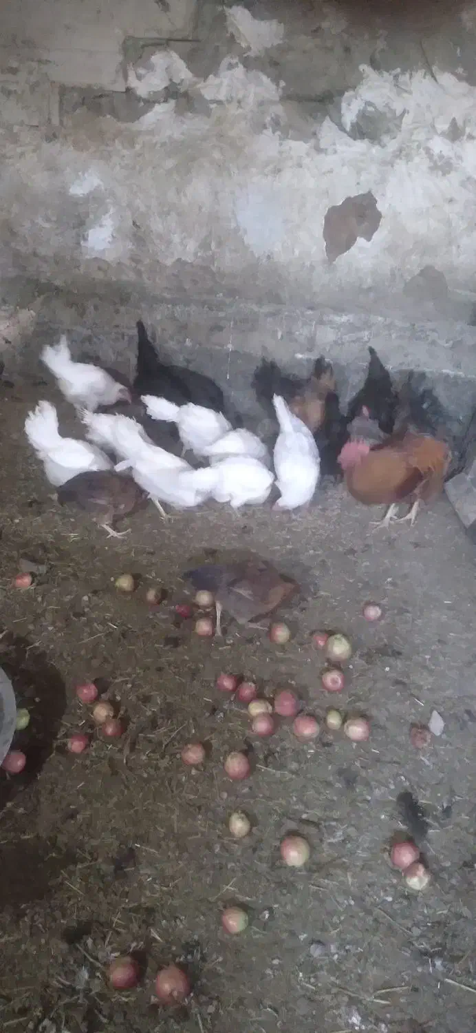 مرغ محلی و مرغ ماشینی|حیوانات مزرعه|چهاردولی, |دیوار