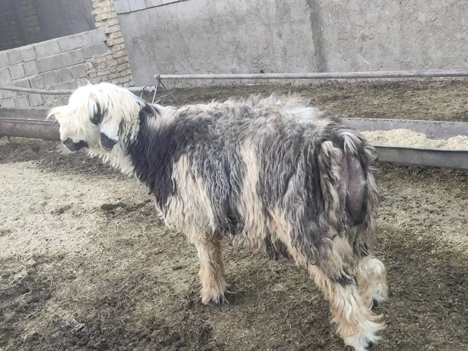 فروش بره قوچ بذری همه چی تموم|حیوانات مزرعه|شیراز, داریون|دیوار