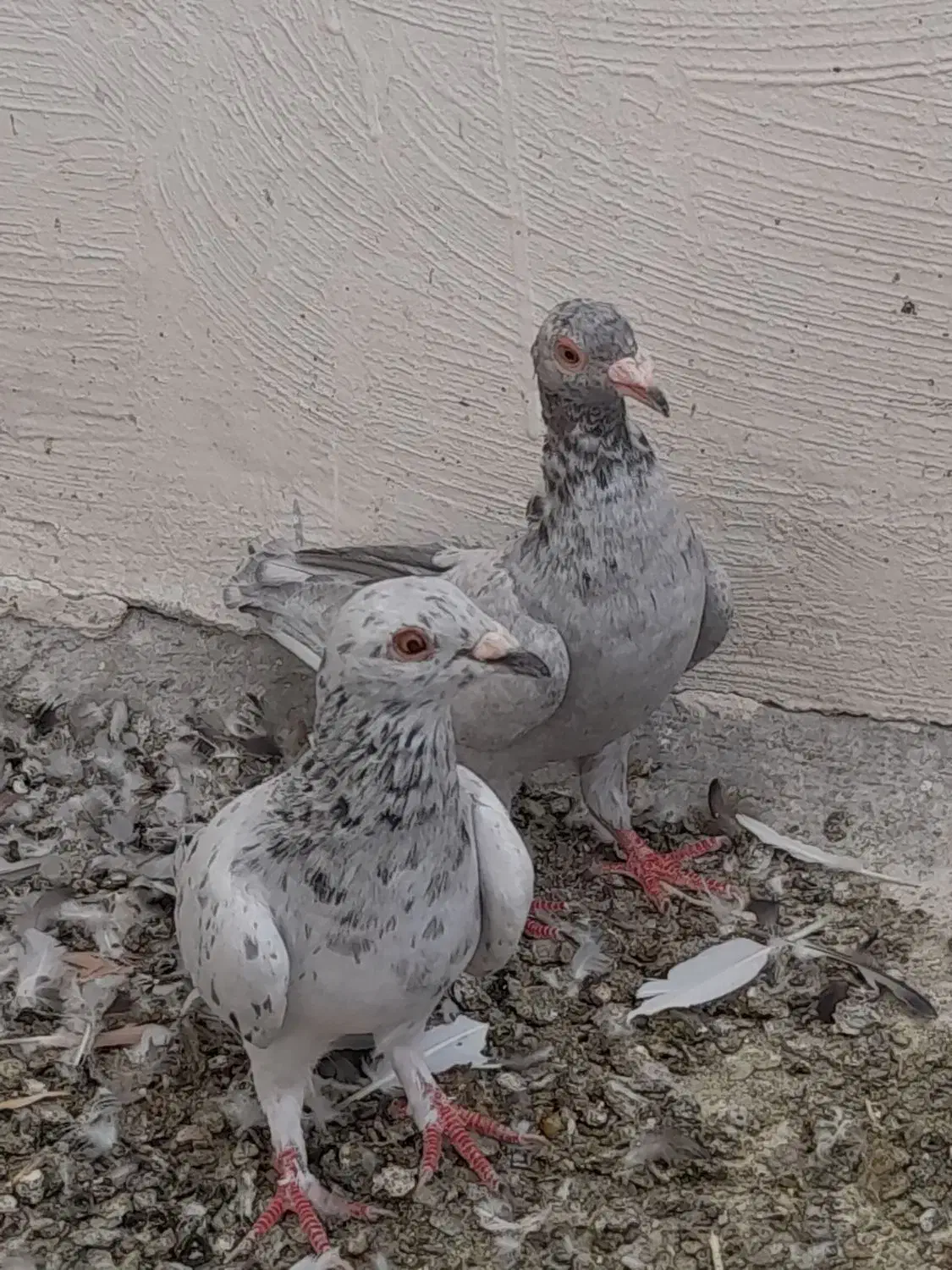 کفتر سرور|پرنده|اردکان, |دیوار