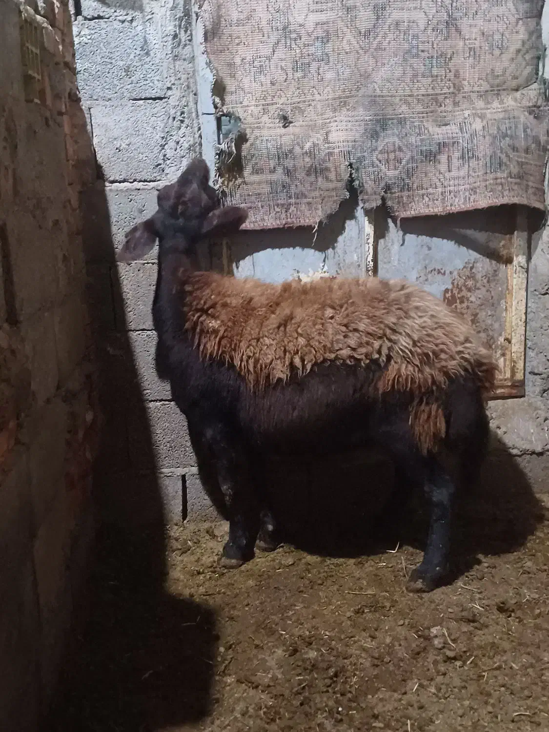 گوسفندماده جوان گوشتی|حیوانات مزرعه|تبریز, |دیوار