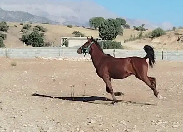 اسب|اسب و تجهیزات اسبسواری|چیتاب, |دیوار