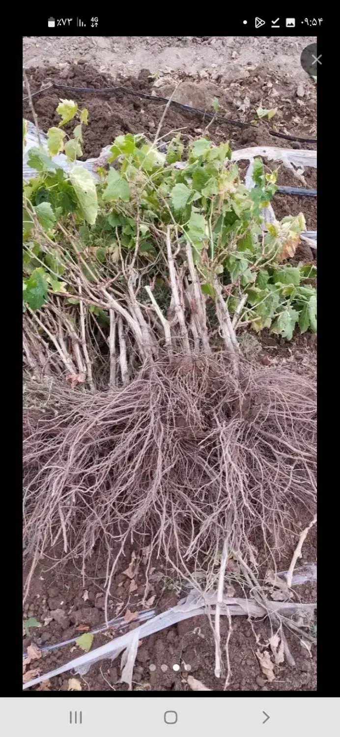 نهال انگو|گل و گیاه طبیعی|اسفرورین, |دیوار