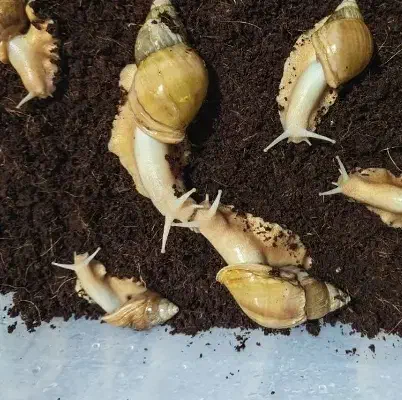 فروش حلزون آلبینو خانگی بالغ مولد سوپر مولد بزرگ|خزنده|شیراز, شریف‌آباد|دیوار