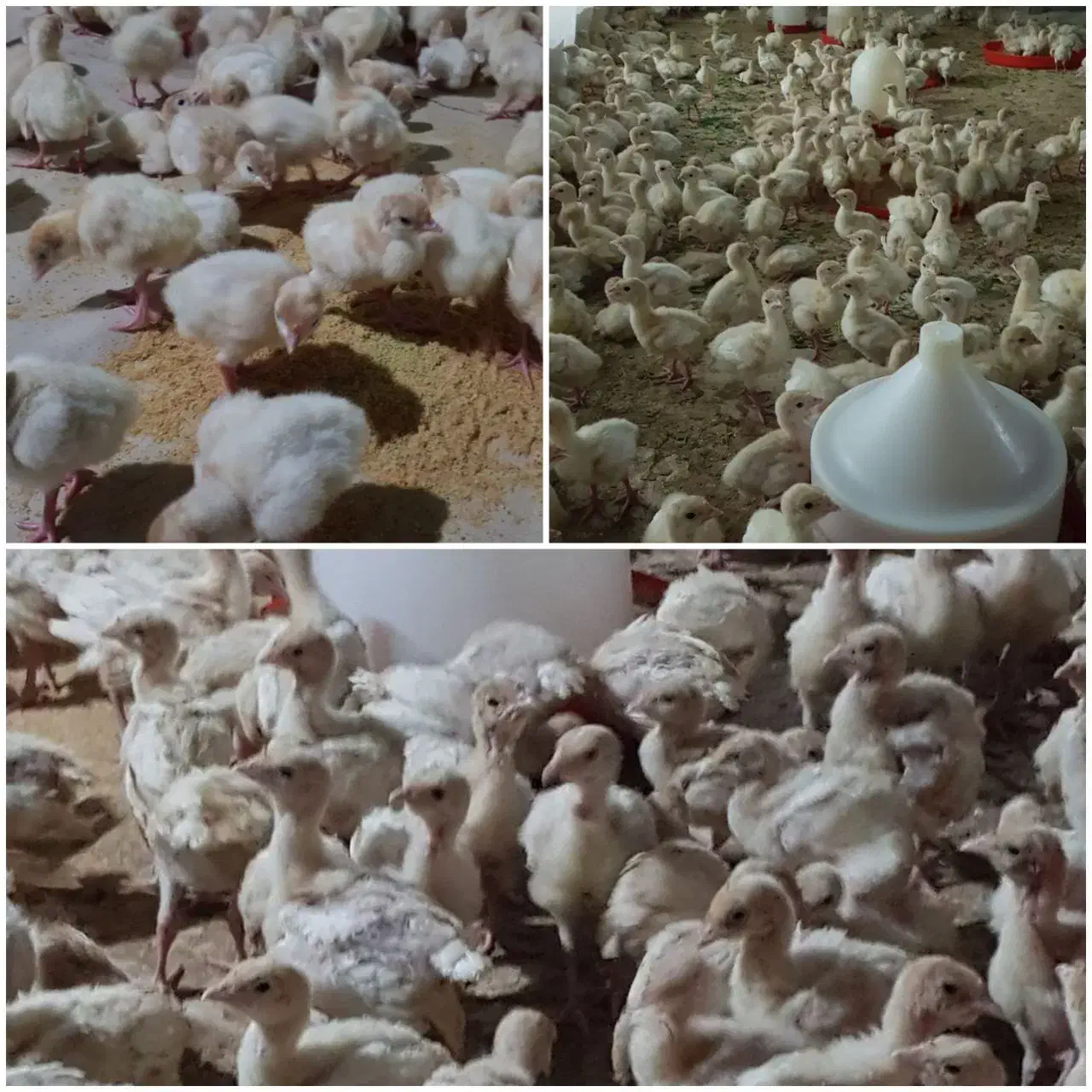 جوجه بوقلمون بیوتی ۱ روزه و ۱ ماهه|حیوانات مزرعه|اصفهان, خاتونآباد|دیوار