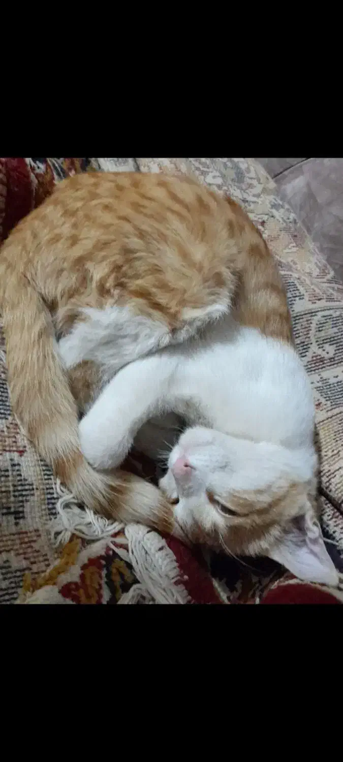 گربه گمشده در مامونیه|گربه|زرندیه, |دیوار