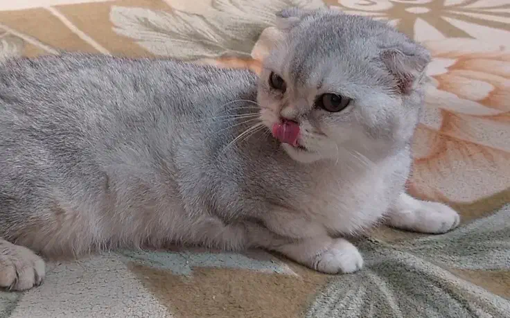 فروش گربه اسکاتیش و بریتیش بالغ|گربه|کرج, فاز ۴ مهرشهر|دیوار