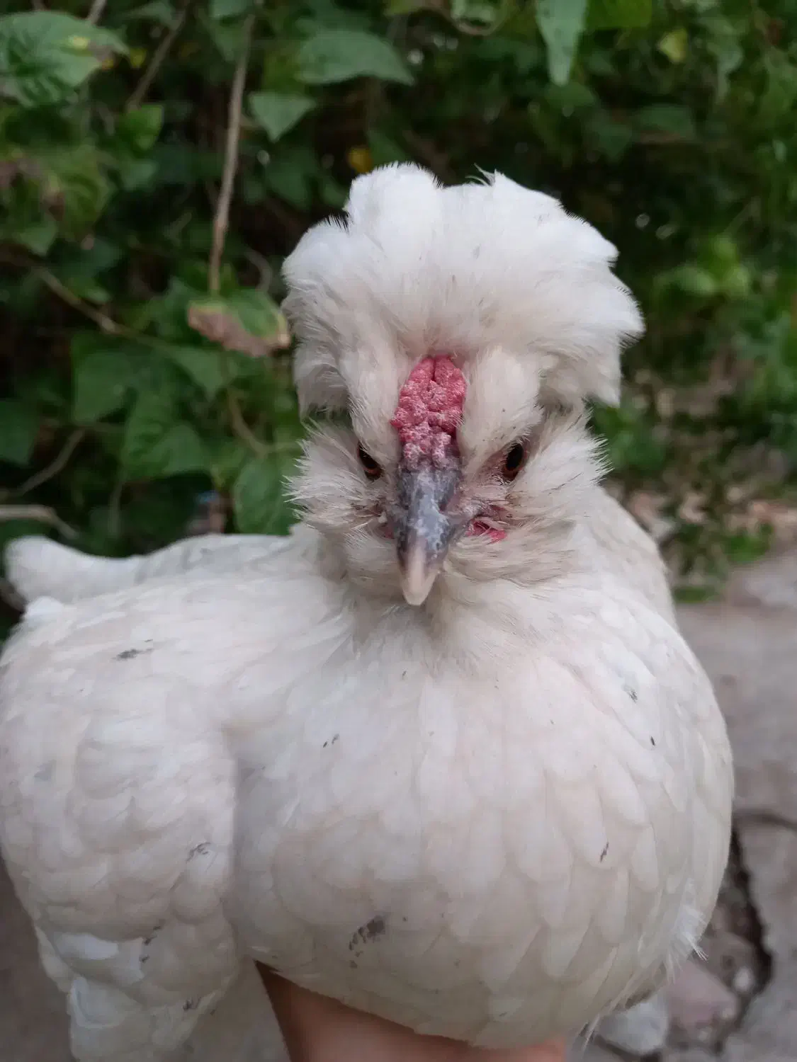 مرغ تخم گذار|حیوانات مزرعه|شادگان, |دیوار