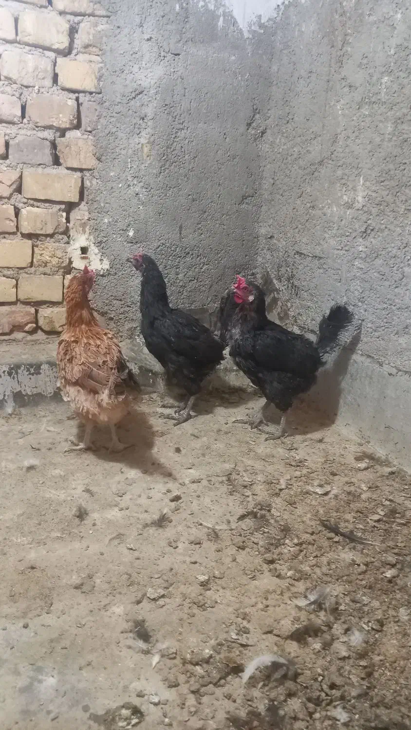 مرغ جیرفتی وخروس گلین|حیوانات مزرعه|حمیدیا, |دیوار