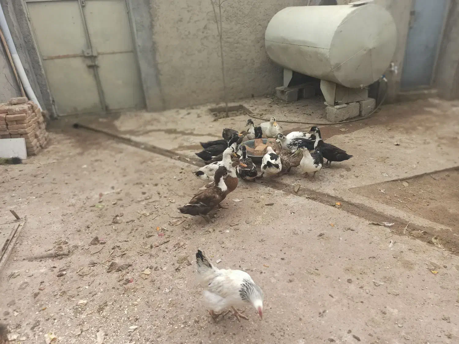 اردکهای خوشگل و تخمگذار 80 عدد|حیوانات مزرعه|شاهین دژ, |دیوار