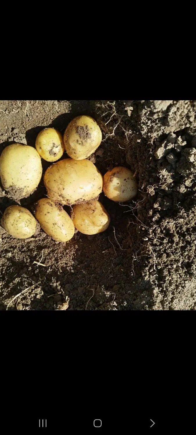 سیب زمینی بزری|خوردنی و آشامیدنی|زاغه, |دیوار