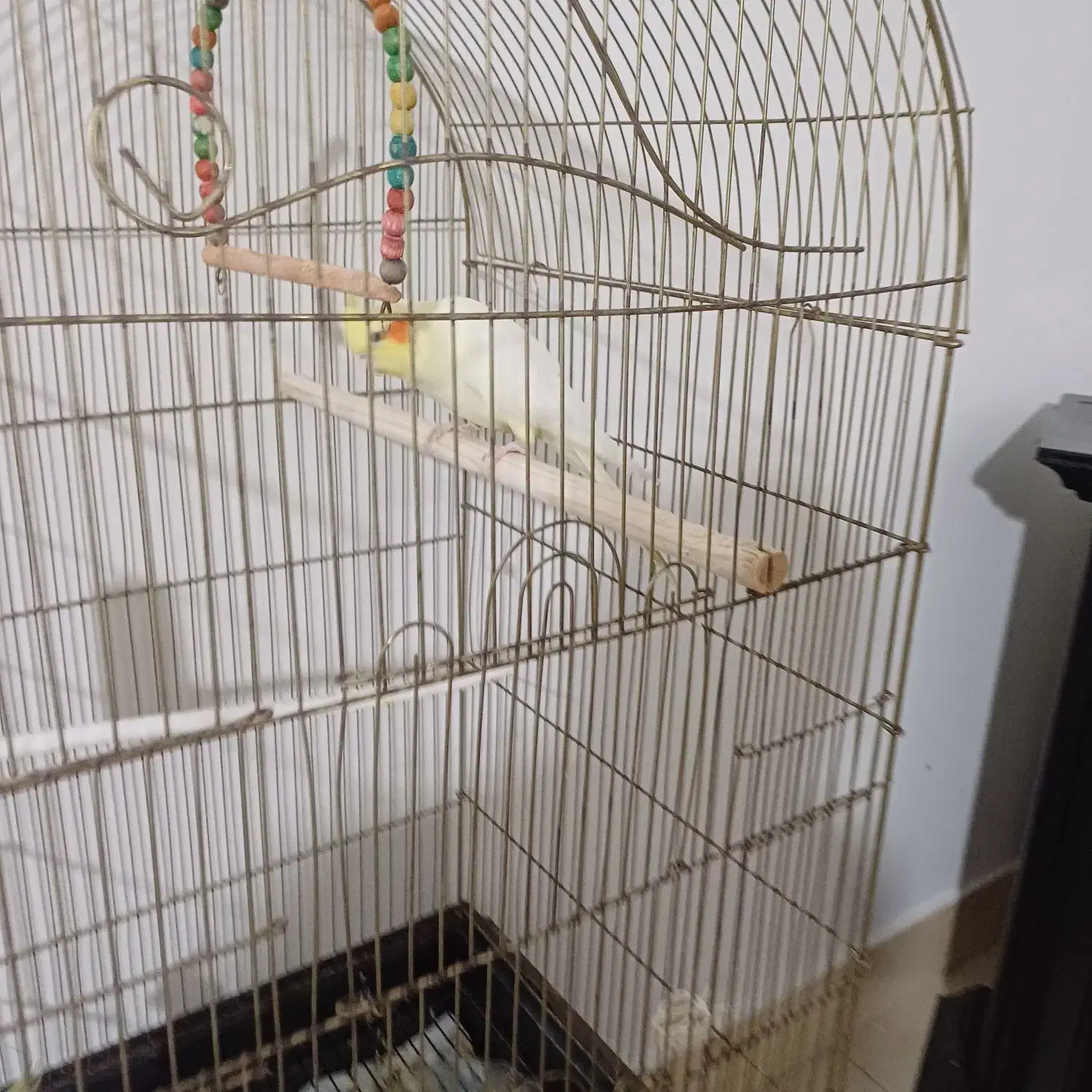 عروس هلندی|پرنده|شیروان (خراسان), |دیوار