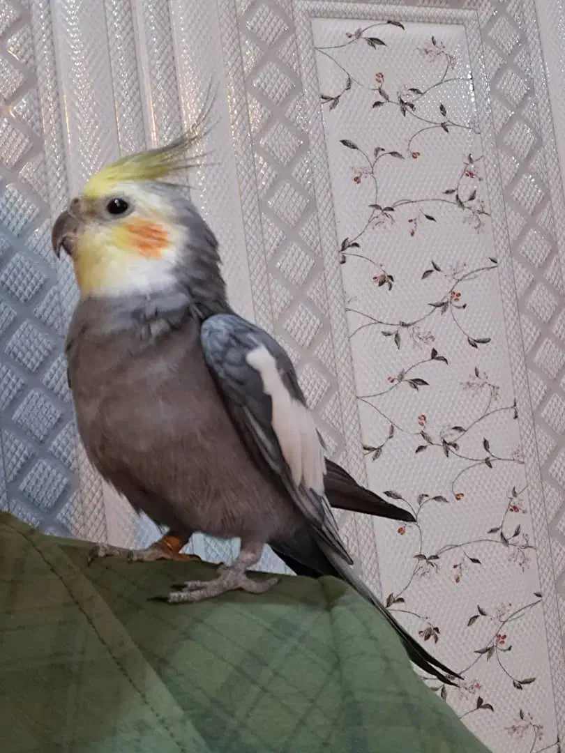 پرنده گمشده|حیوانات|خرمشهر, |دیوار