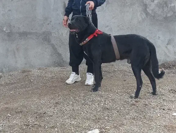 سگ سرابی|سگ|فامنین, |دیوار