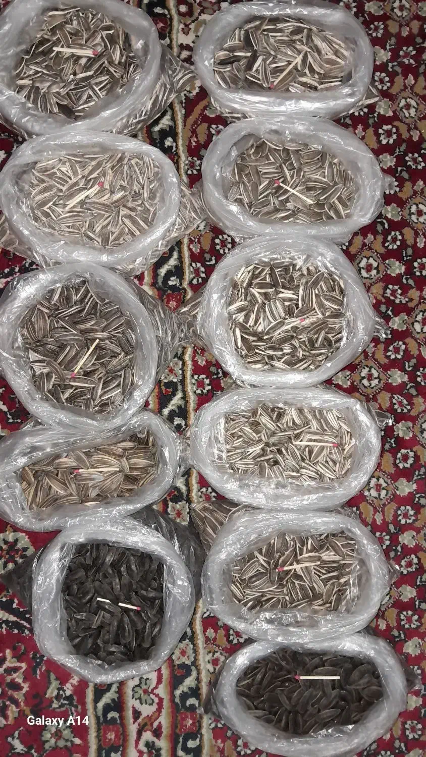 تخمه بذری مادری درشت وتخمه ریز طوطی سانان|خوردنی و آشامیدنی|قدس, شهرقدس|دیوار