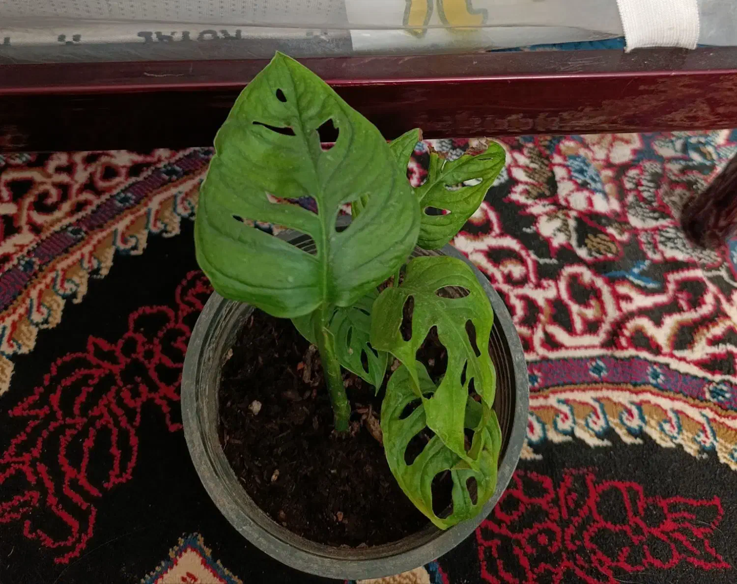 گل حصیری|گل و گیاه طبیعی|دوگنبدان, |دیوار