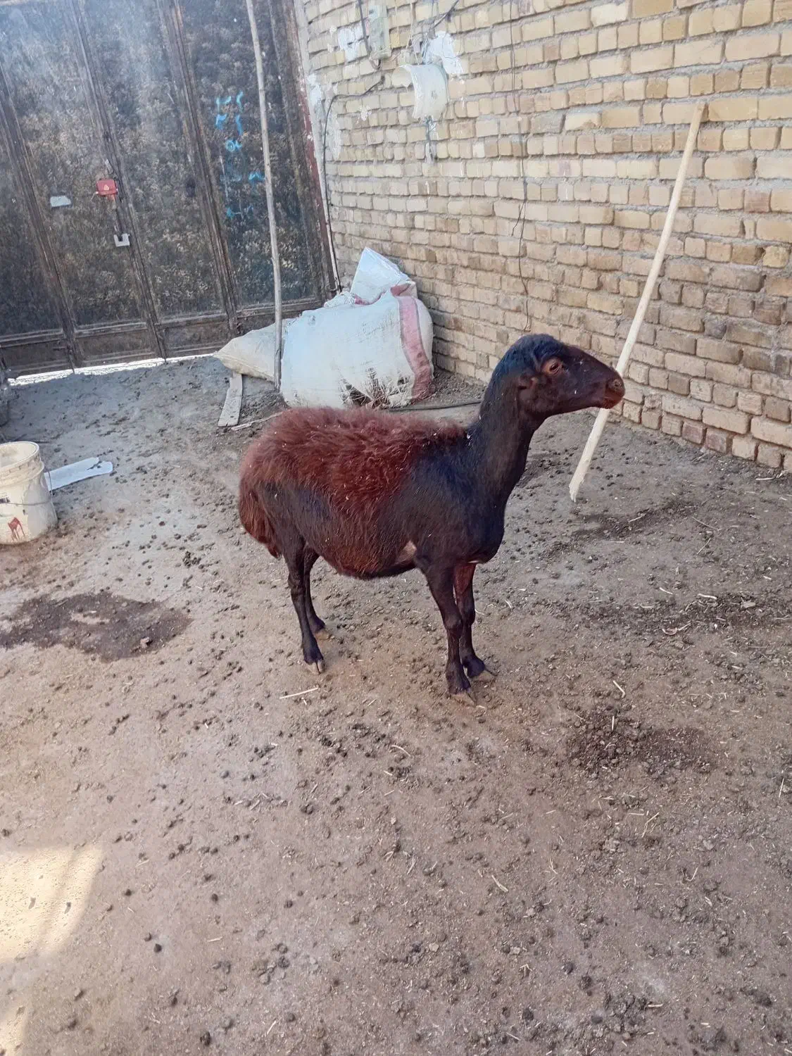 گوسفند میش داشتی و بره|حیوانات مزرعه|هرسین, |دیوار