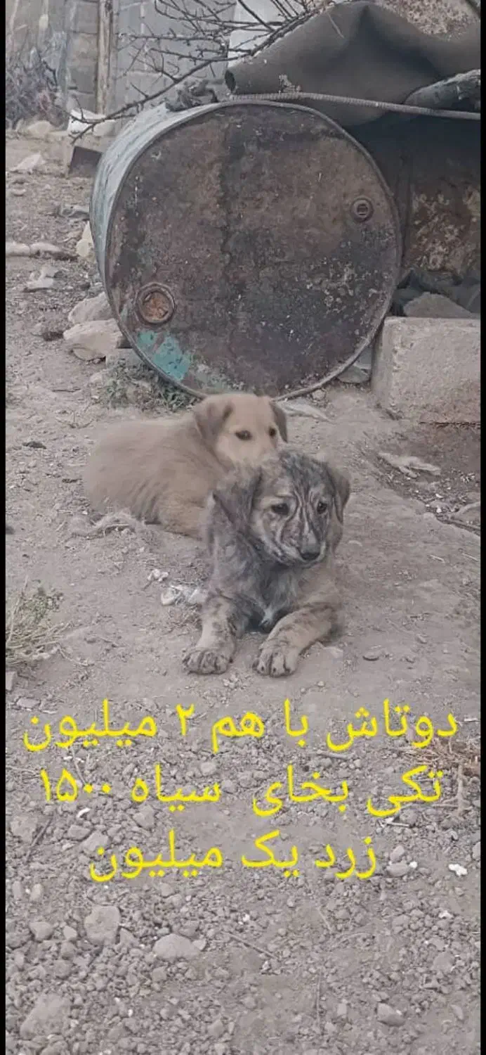 واگذار دوتا توله سگ نر سرابی اصل اصل|سگ|داراب, |دیوار