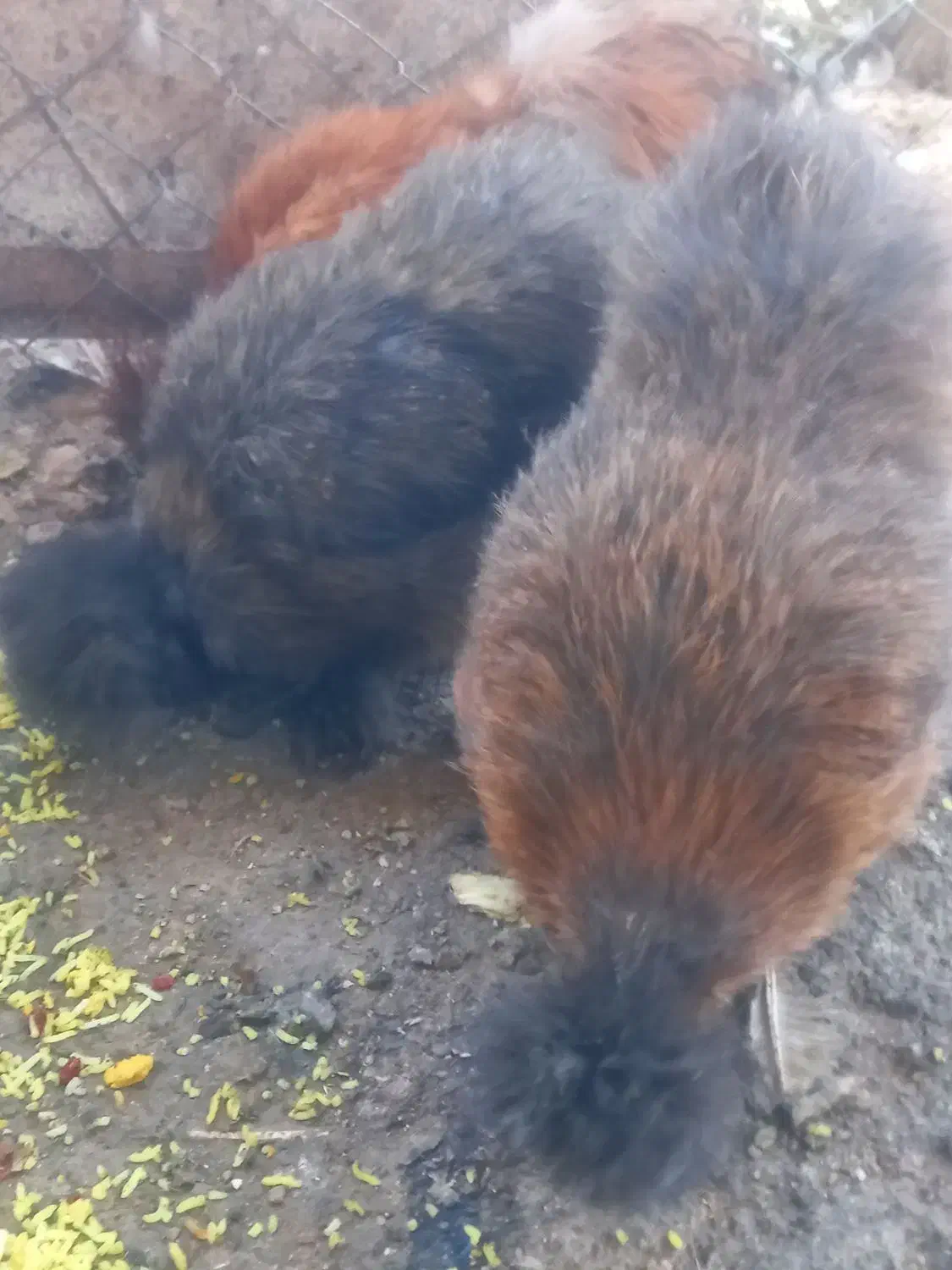 فروش مرغ خروس ابریشمی|حیوانات مزرعه|قم, زنبیل آباد|دیوار