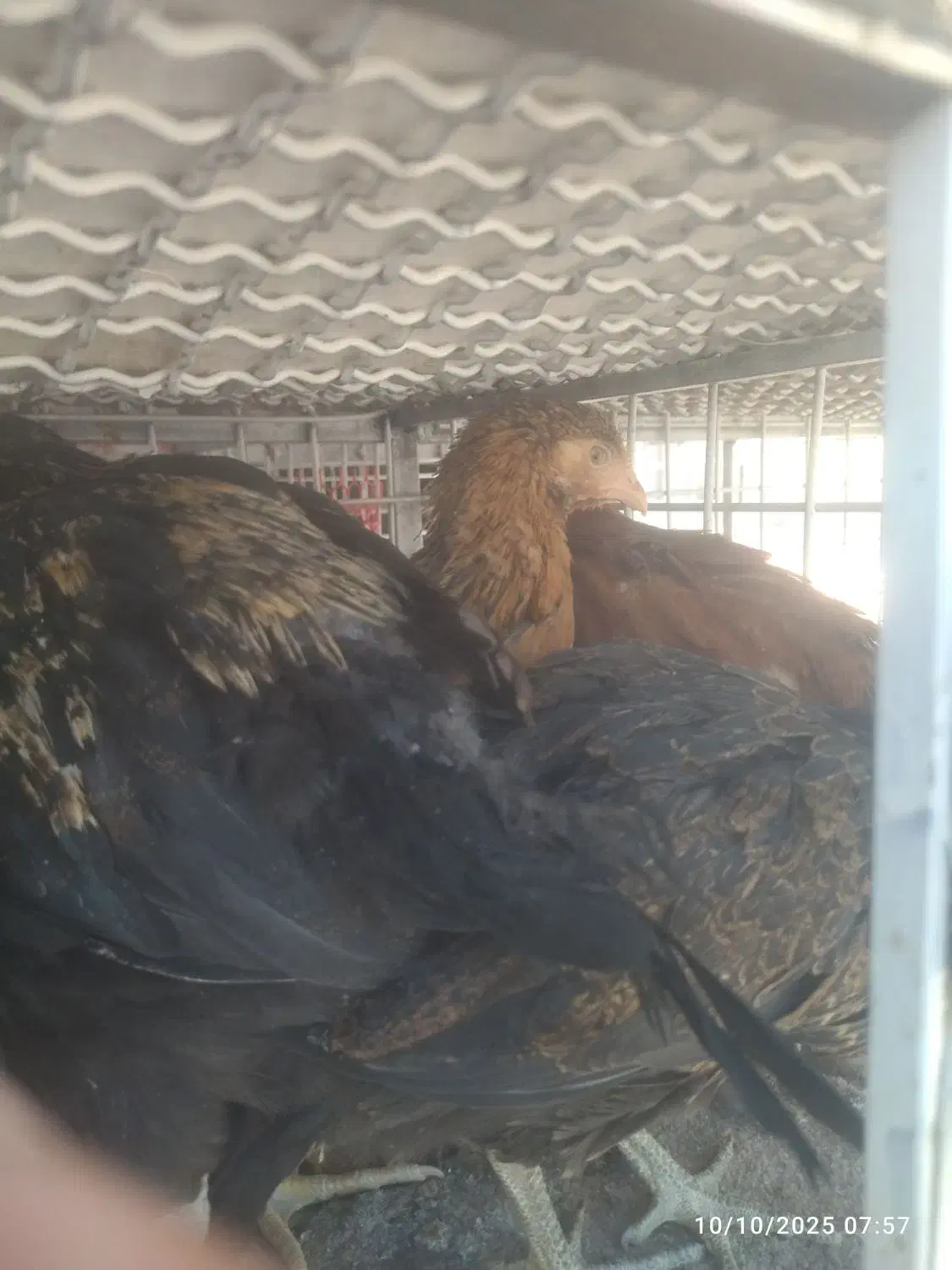 جوجه محلی سلطان جوجه رنگی بلدرچین|حیوانات مزرعه|کوخرد هرنگ, |دیوار