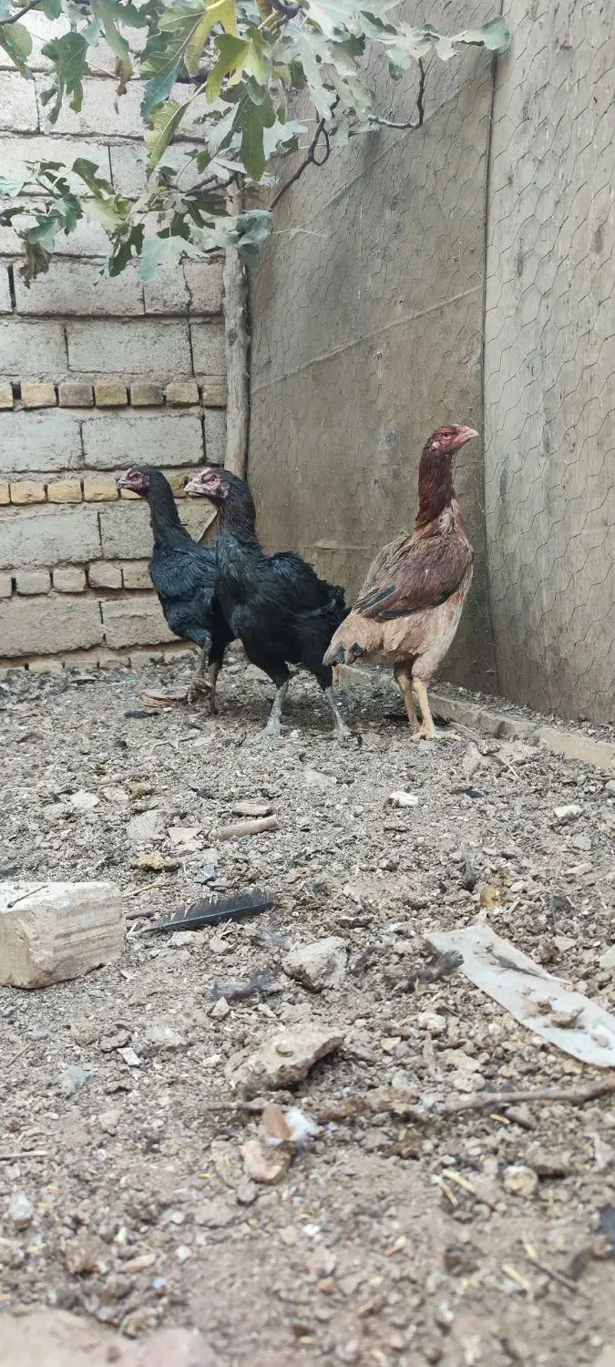 مرغ و خروس و جوجه لاری|حیوانات مزرعه|ضیاء آباد, |دیوار