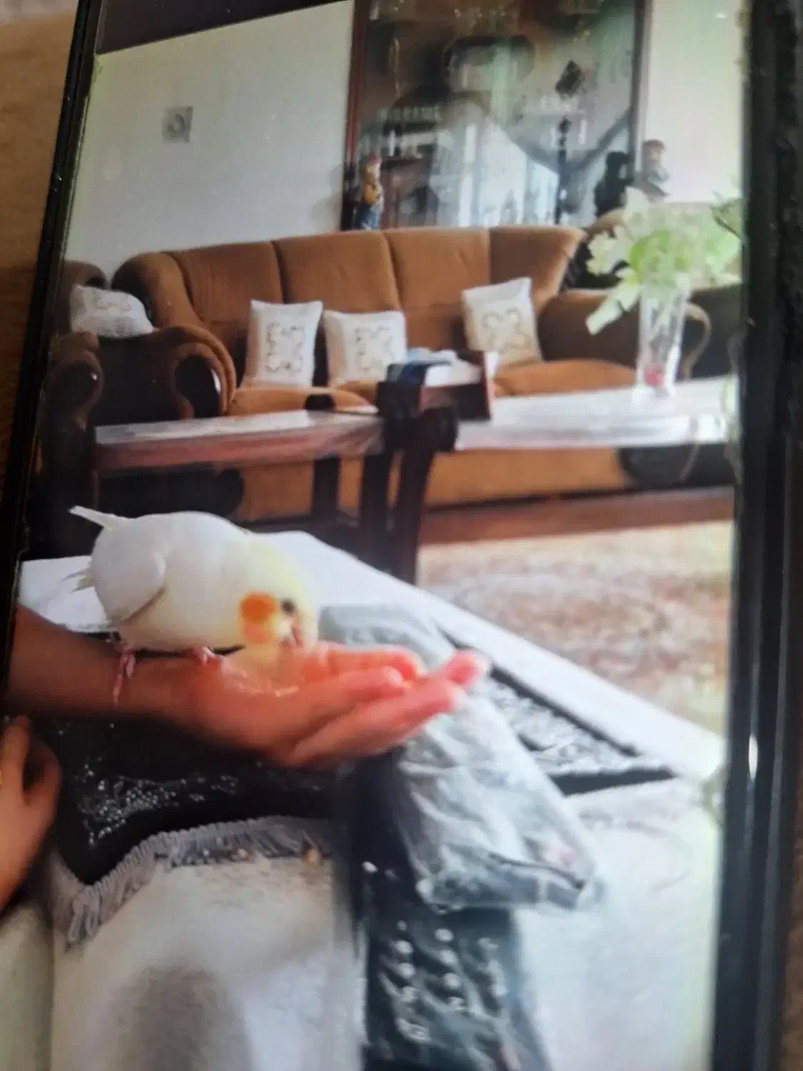 گمشده|حیوانات|همدان, |دیوار