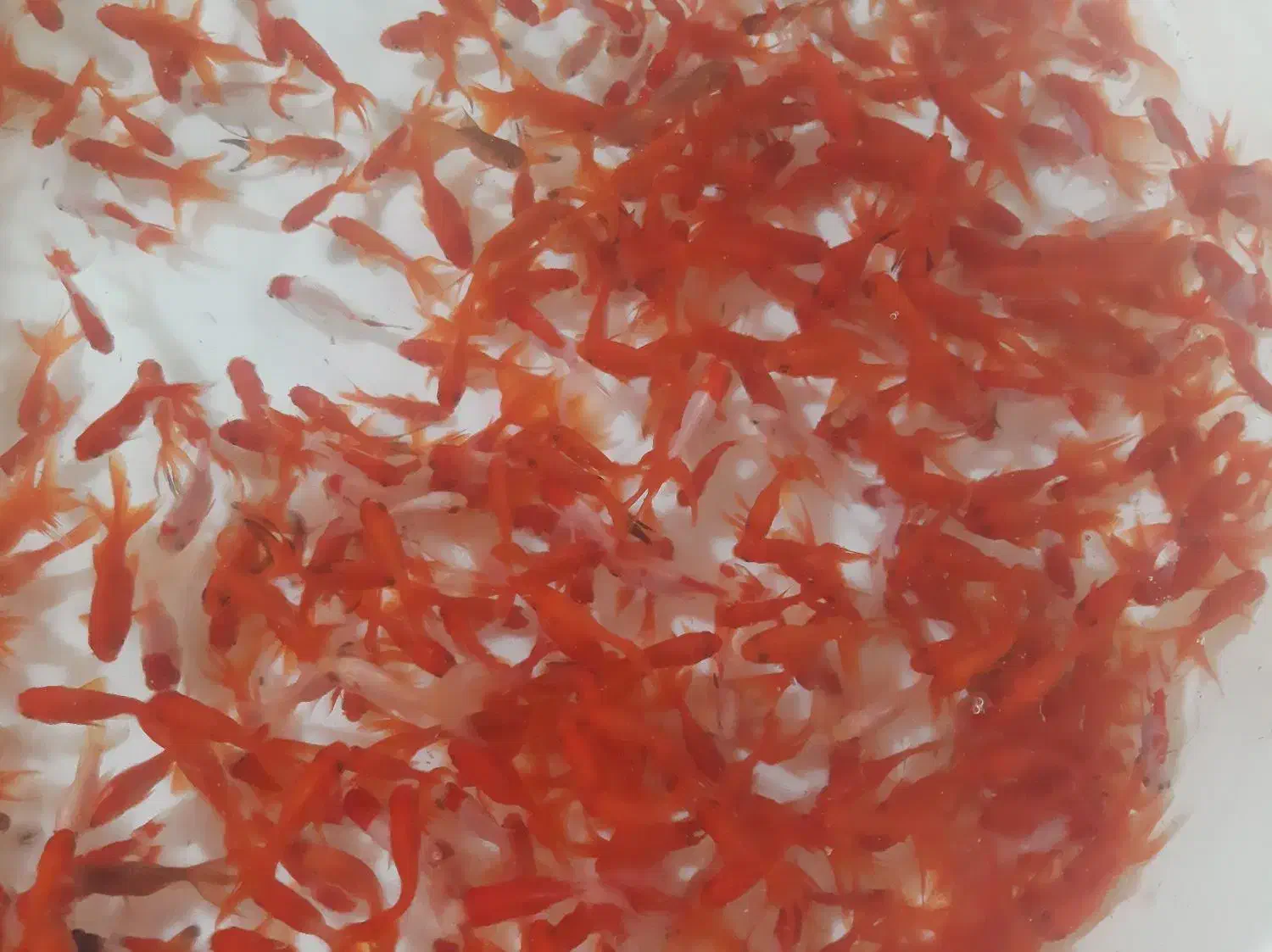 پخش عمده ماهی قرمز|ماهی|یزد, |دیوار