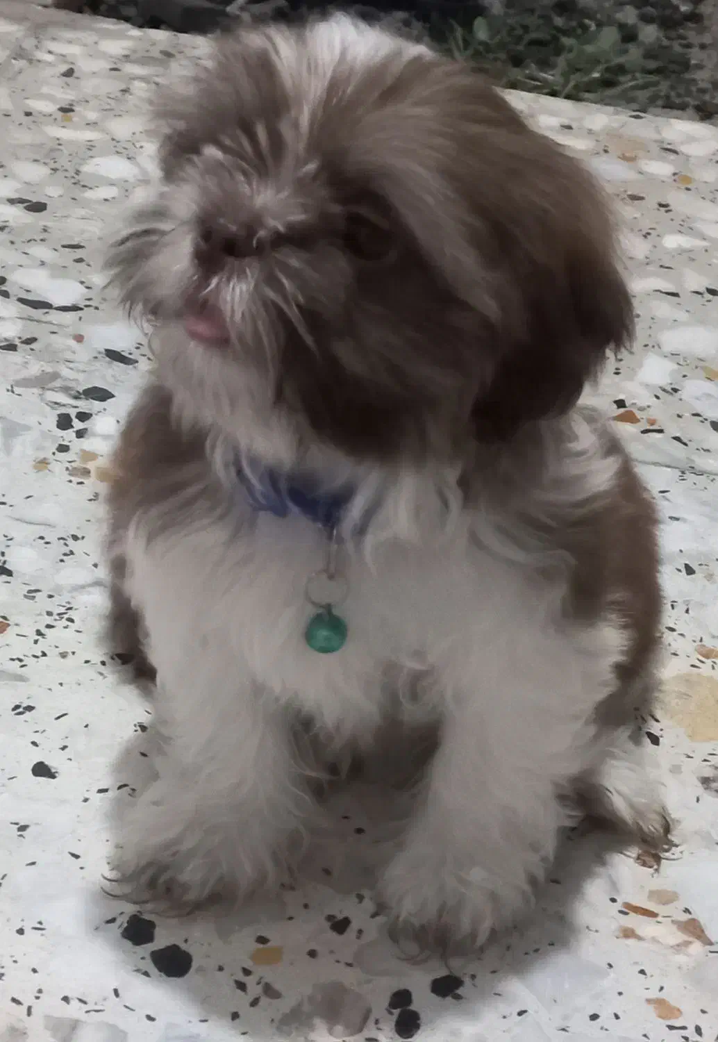 سگ شیتزو (مالتیز)|سگ|جویبار, |دیوار