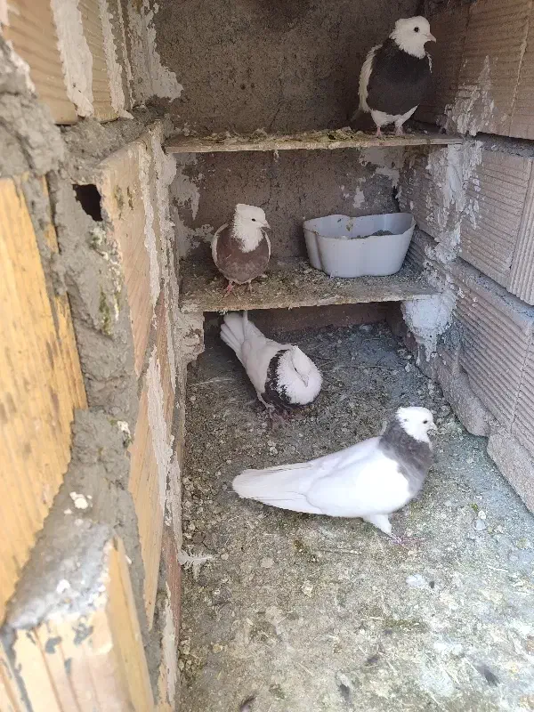 کبوتر|پرنده|کرمانشاه, |دیوار