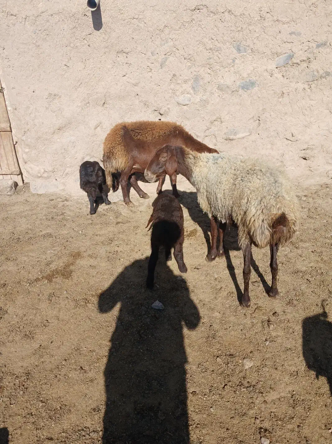 میش بره دار|حیوانات مزرعه|نیشابور, مازول|دیوار