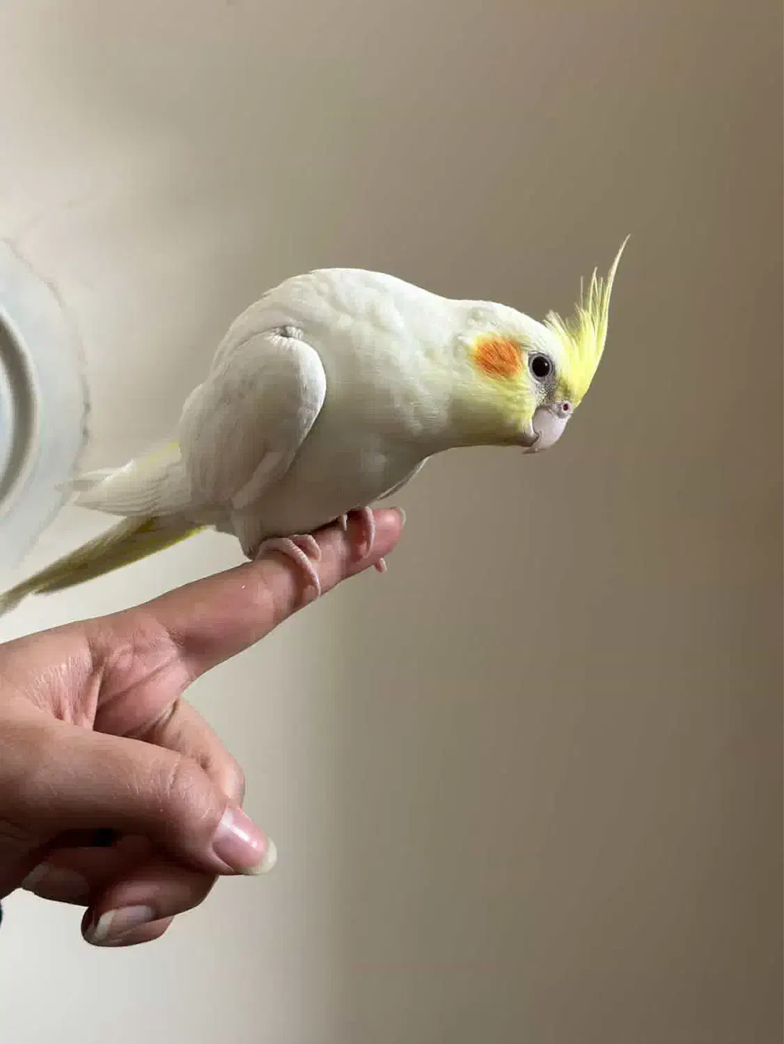 گمشده|حیوانات|علی‌آباد کتول, |دیوار